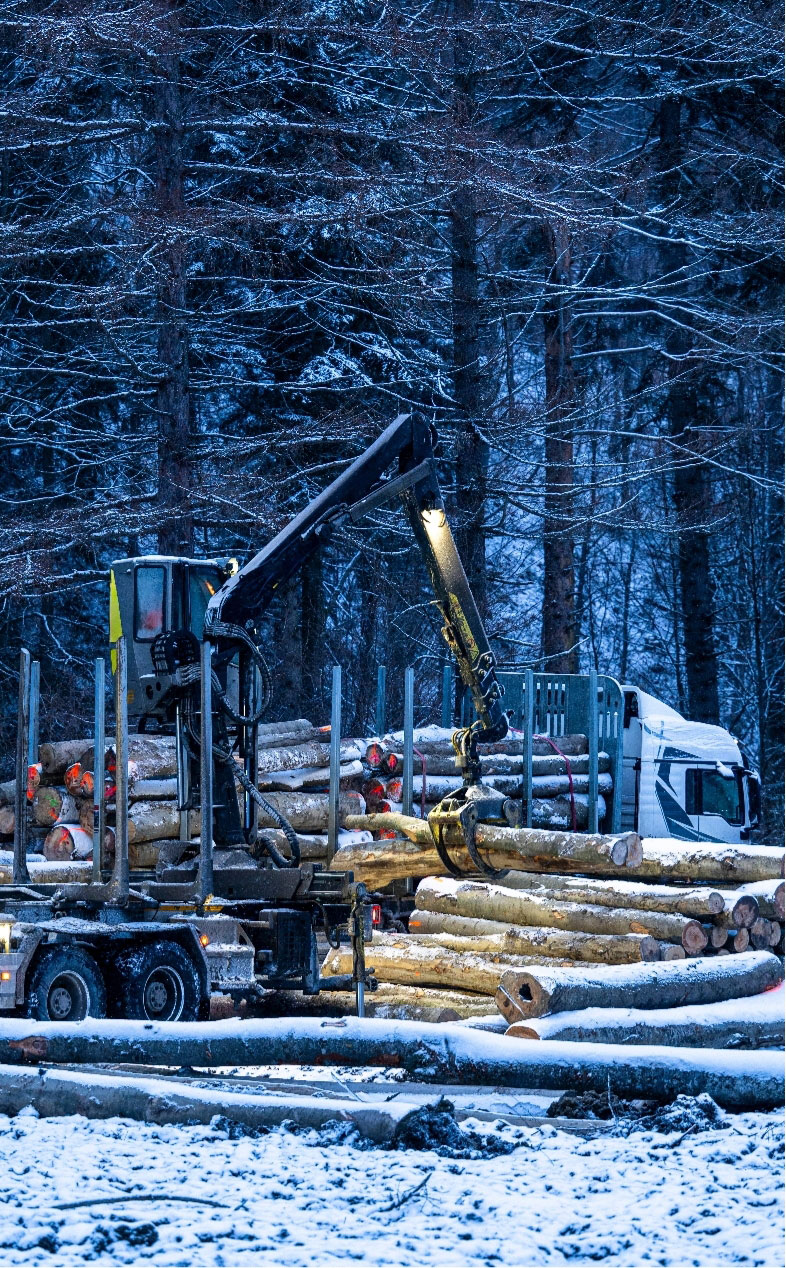Tree logging